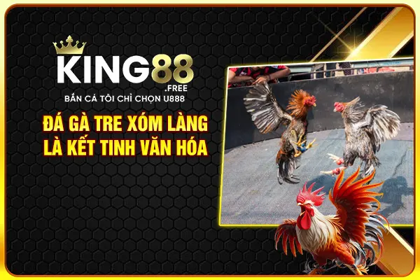 Đá gà tre xóm làng là kết tinh văn hóa Đá gà tre xóm làng là kết tinh văn hóa